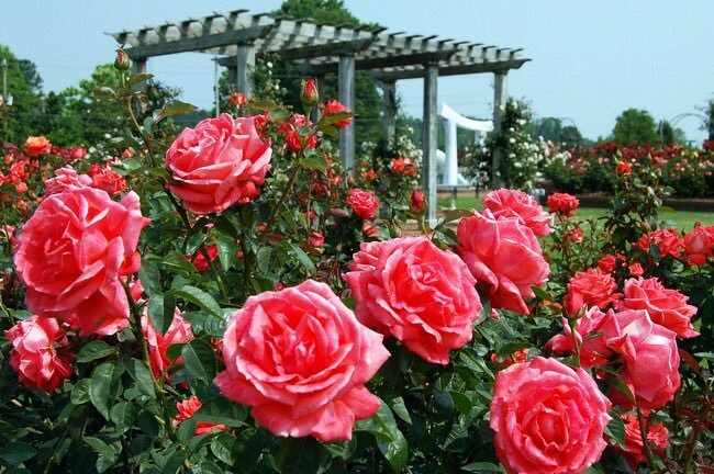 hoa hồng Bulgaria